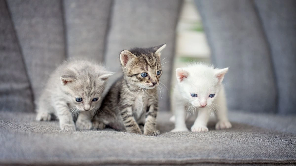 Alimentação para Gatos Filhotes: Tudo o Que Você Precisa Saber