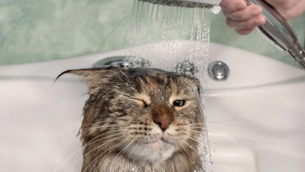 Gato Toma Banho? Quando e Como Higienizar Seu Gato com Segurança