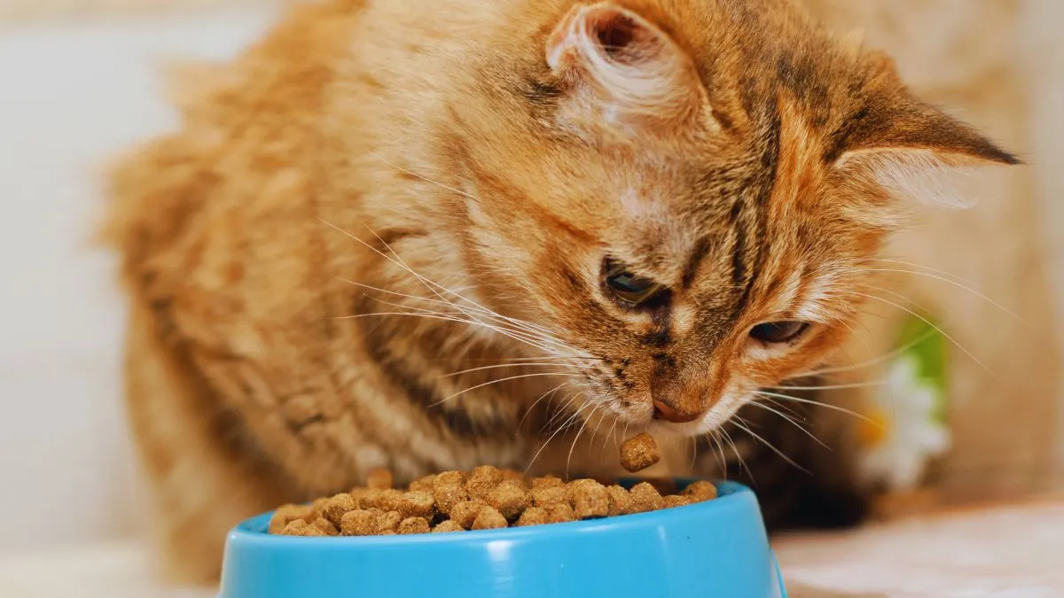 Alimentação para Gatos: Dicas Essenciais para Manter Seu Pet Saudável