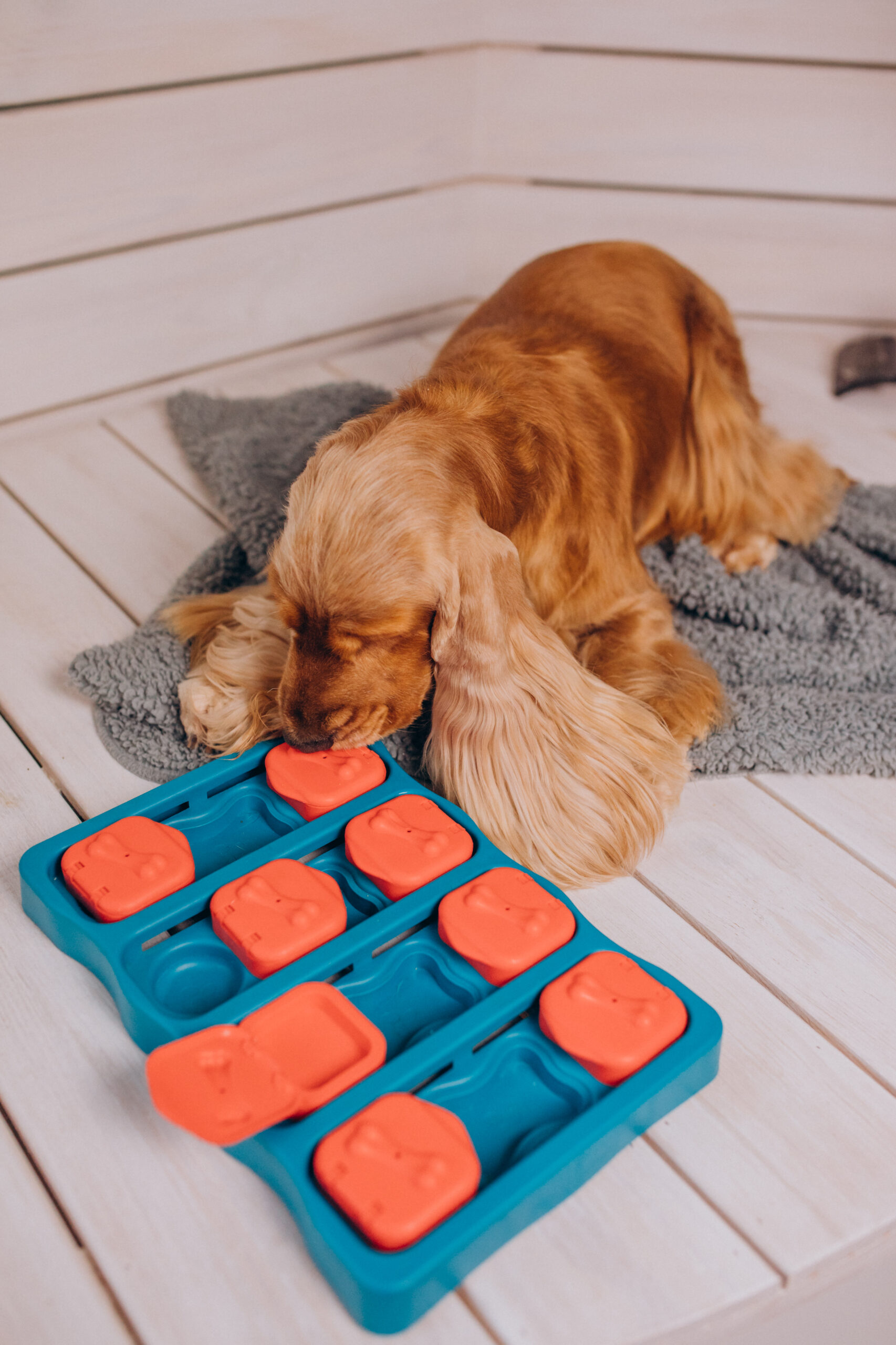The Best Toys to Keep Your Dog Entertained and Stimulated