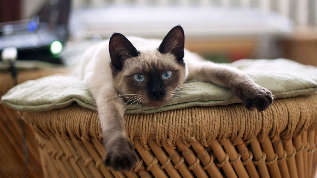 Enriquecimento Ambiental para Gatos: Como Deixá-los Felizes em Casa