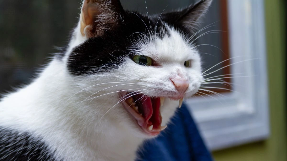 Como Entender o Comportamento do Seu Gato