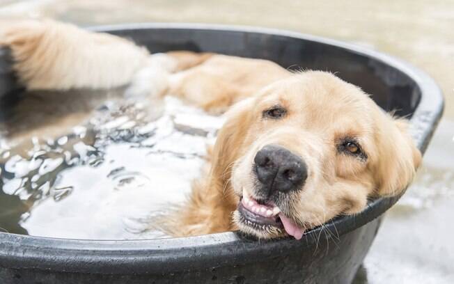 Raças Que Precisam de Atenção Extra no Calor ☀️🐶: Guia Completo de Cuidados Durante os Dias Quentes