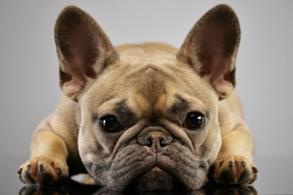 Buldogues Franceses no Calor ☀️🐶: Guia Completo de Cuidados Para Proteger Seu Pet Durante os Dias Quentes