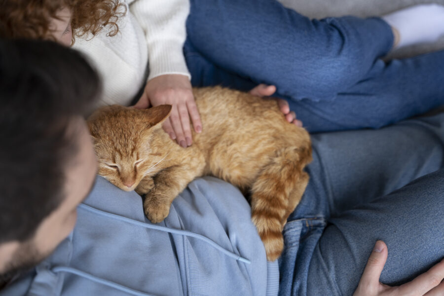 😻💆‍♀️ GATOS TERAPEUTAS: COMO O RONRONAR CURA CORPOS E ACALMA ALMAS 💖🐱