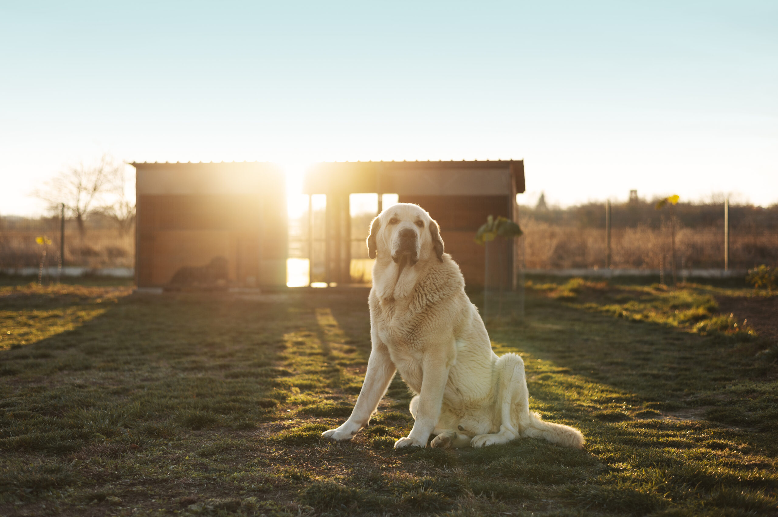 🐾 Labrador: Como Transformar Sua Casa no Paraíso do Seu Cão 🏡🐶