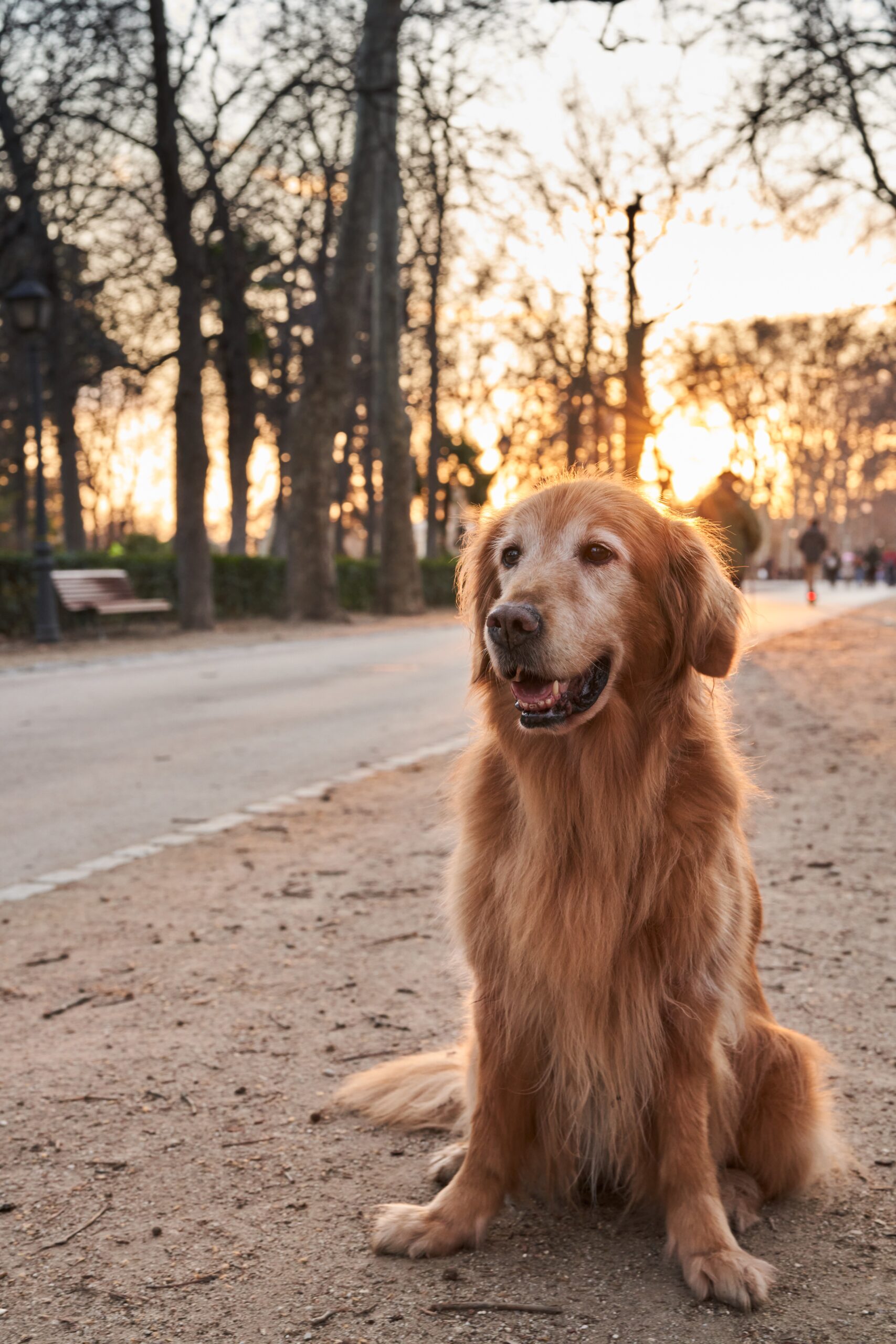 🐕 Golden Retriever: Guia Completo para Criar um Lar Feliz e Saudável 🏡✨