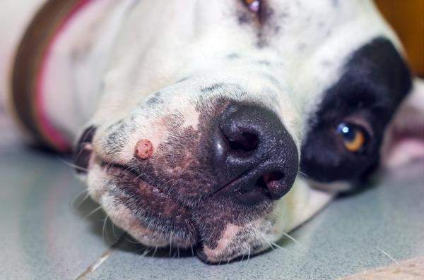 🧓🐾 Verrugas em Cachorros Idosos: Quando se Preocupar e o Que Fazer