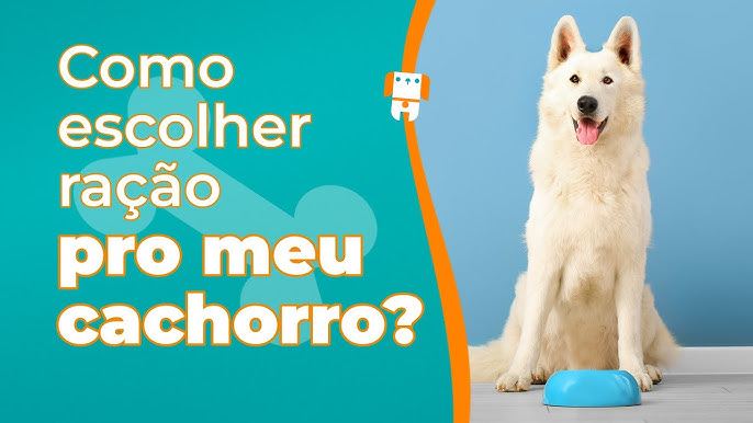 Como escolher a ração ideal para o seu cachorro (sem cair em armadilhas)