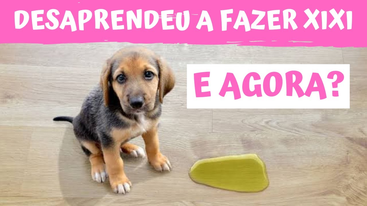 1. Meu cachorro desaprendeu a fazer as necessidades no lugar certo: o que fazer?